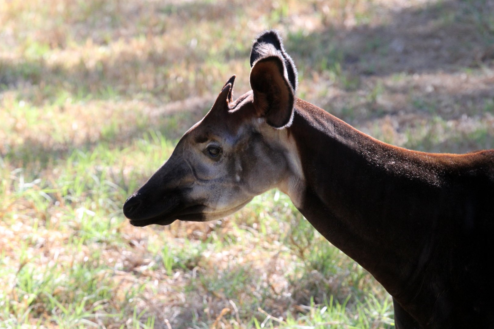 okapi (Okapia johnstoni)