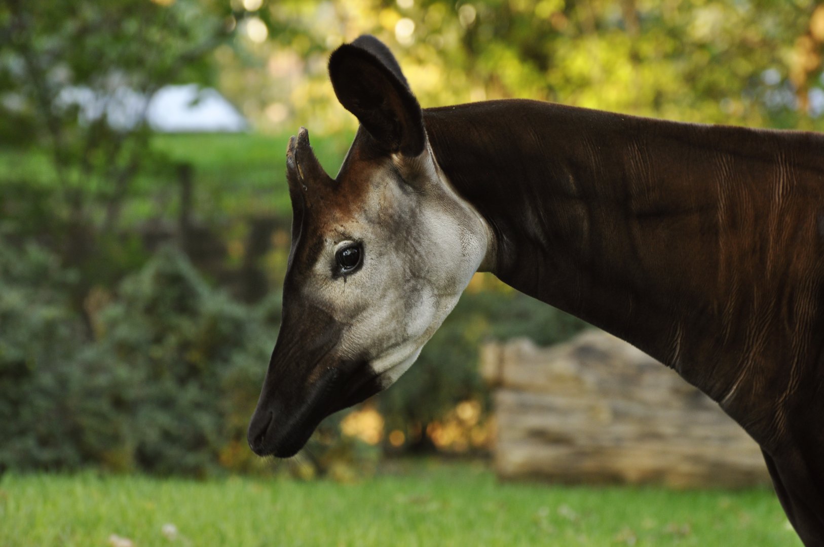 Okapi (Okapia johnstoni)