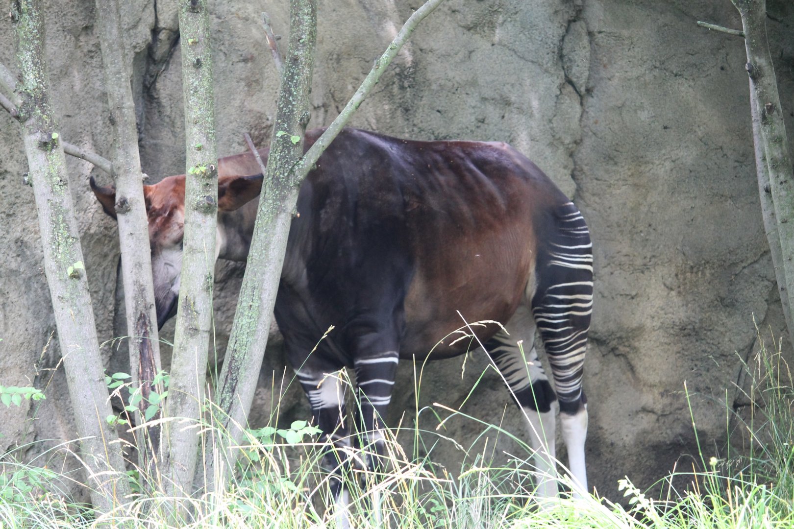 Okapi (Okapia johnstoni)