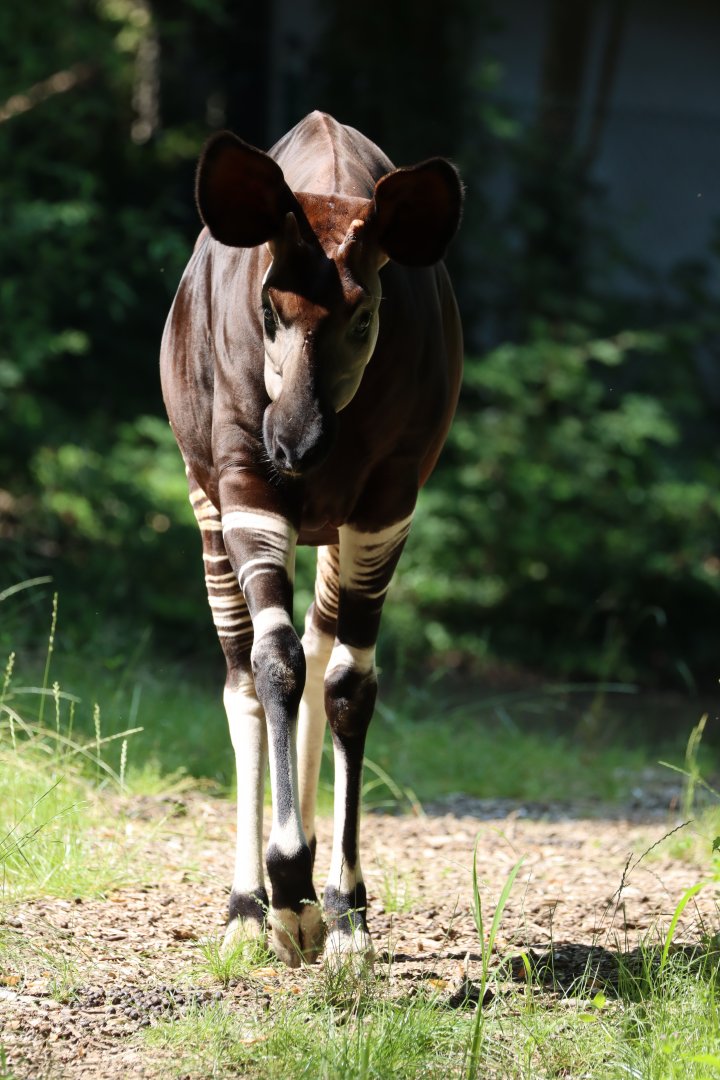 Okapi (Okapia johnstoni)