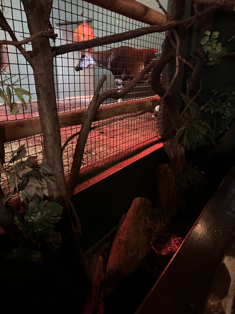 Okapi (Okapia johnstoni)