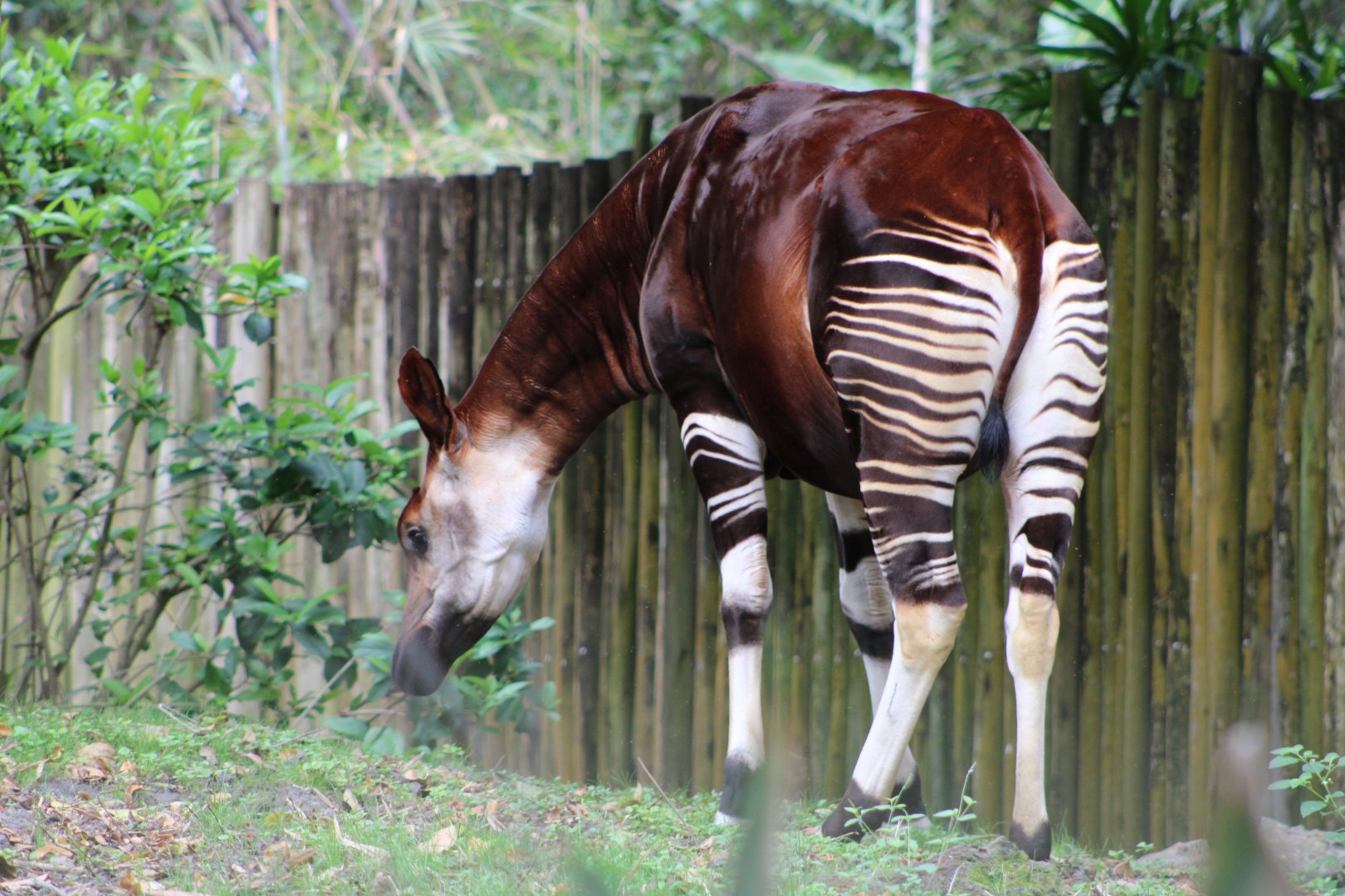 Okapi (Okapia johnstoni)