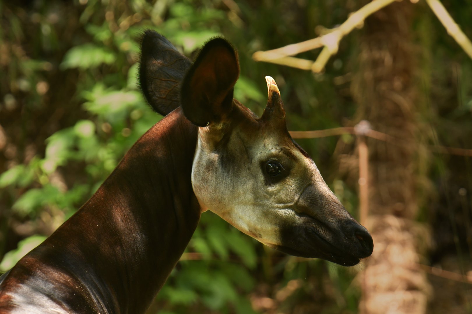 Okapi (Okapia johnstoni)