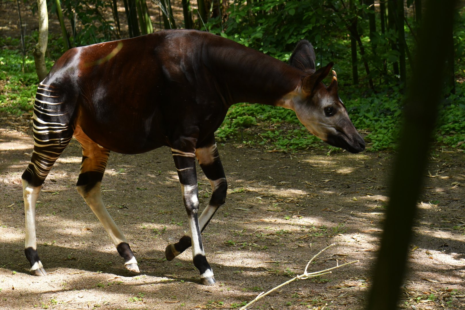Okapi (Okapia johnstoni)