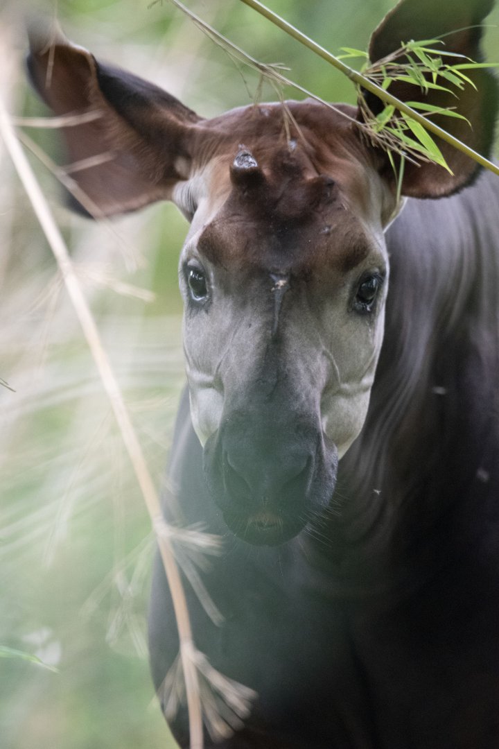 Okapi (Okapia johnstoni)