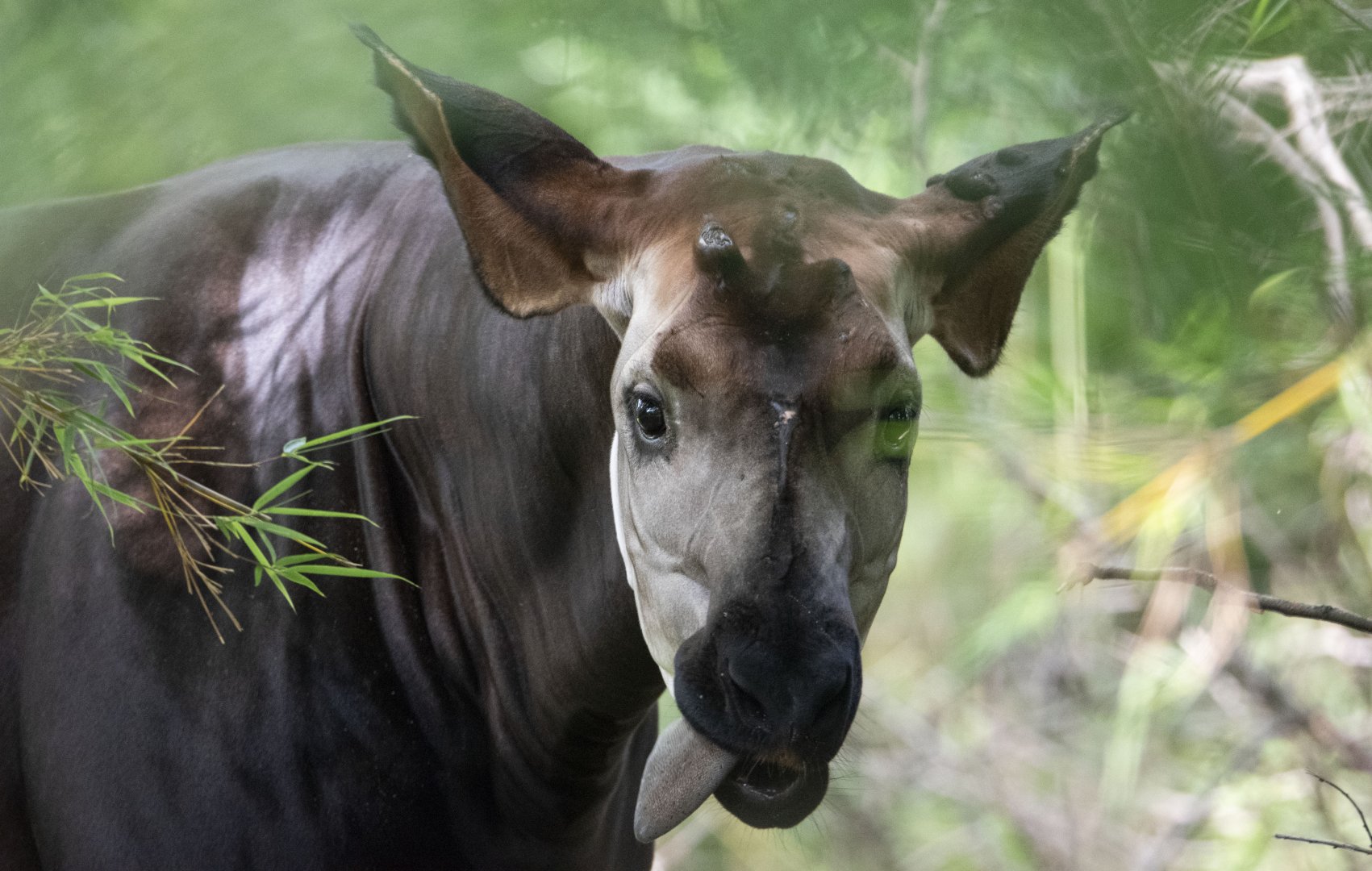 Okapi (Okapia johnstoni)