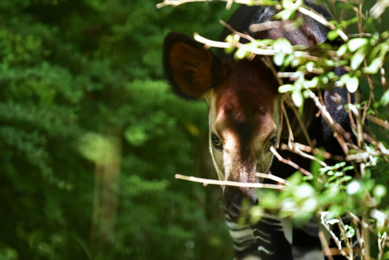 Okapi (Okapia johnstoni)