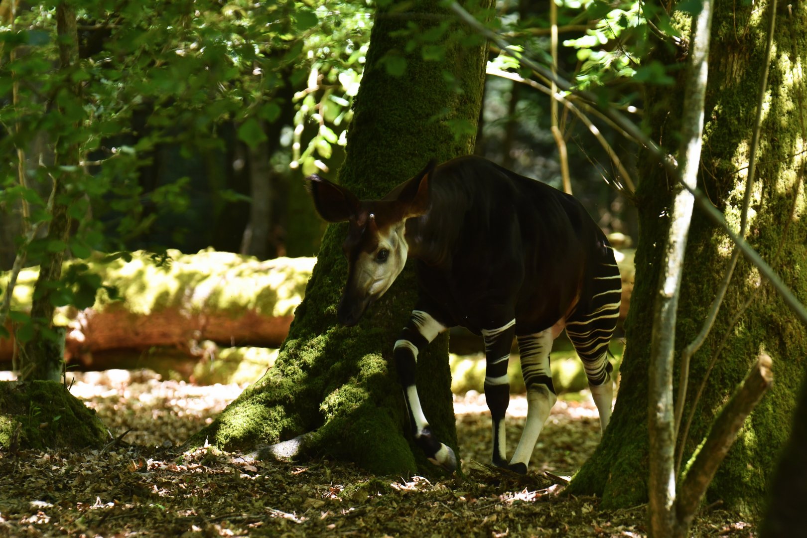Okapi (Okapia johnstoni)