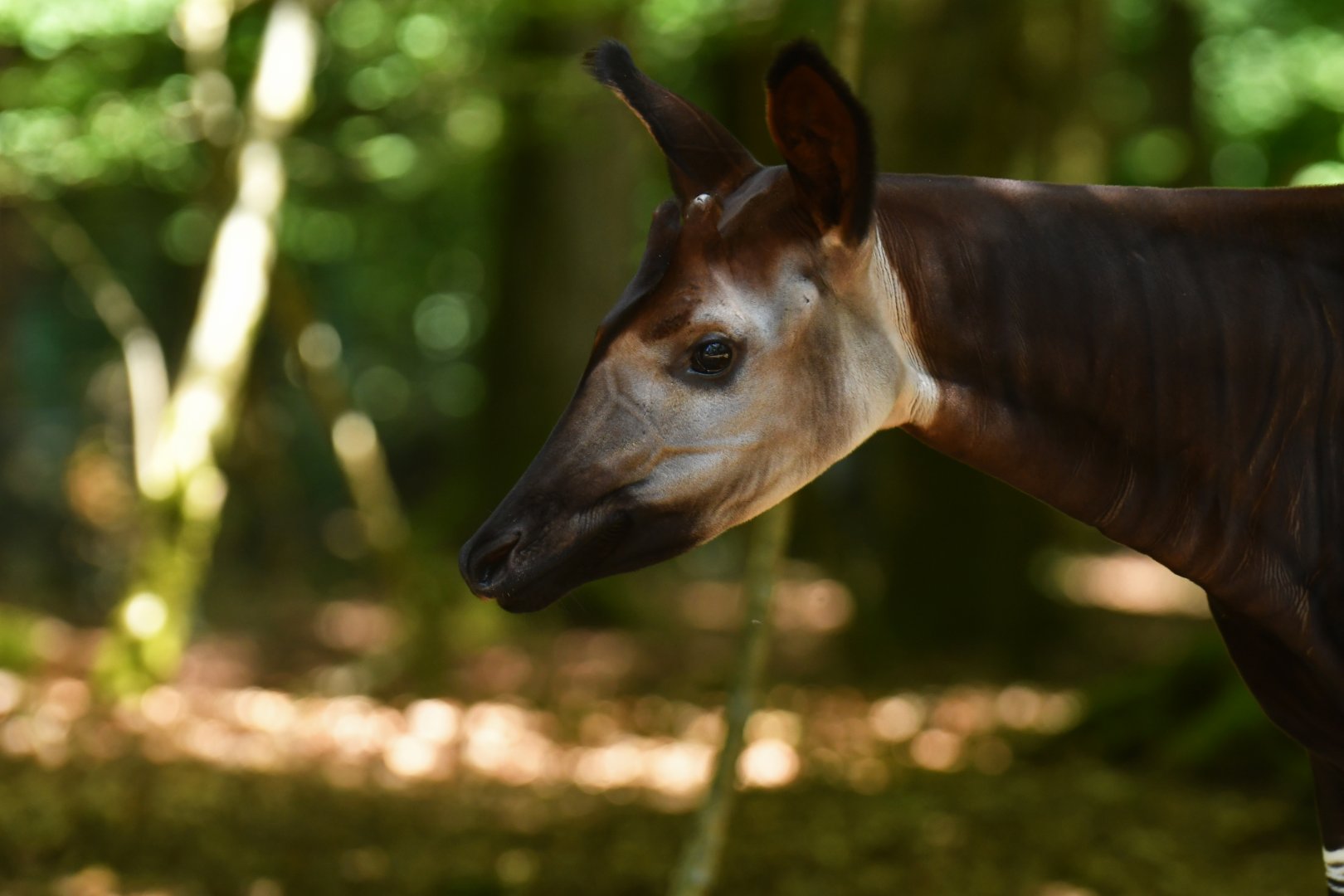 Okapi (Okapia johnstoni)