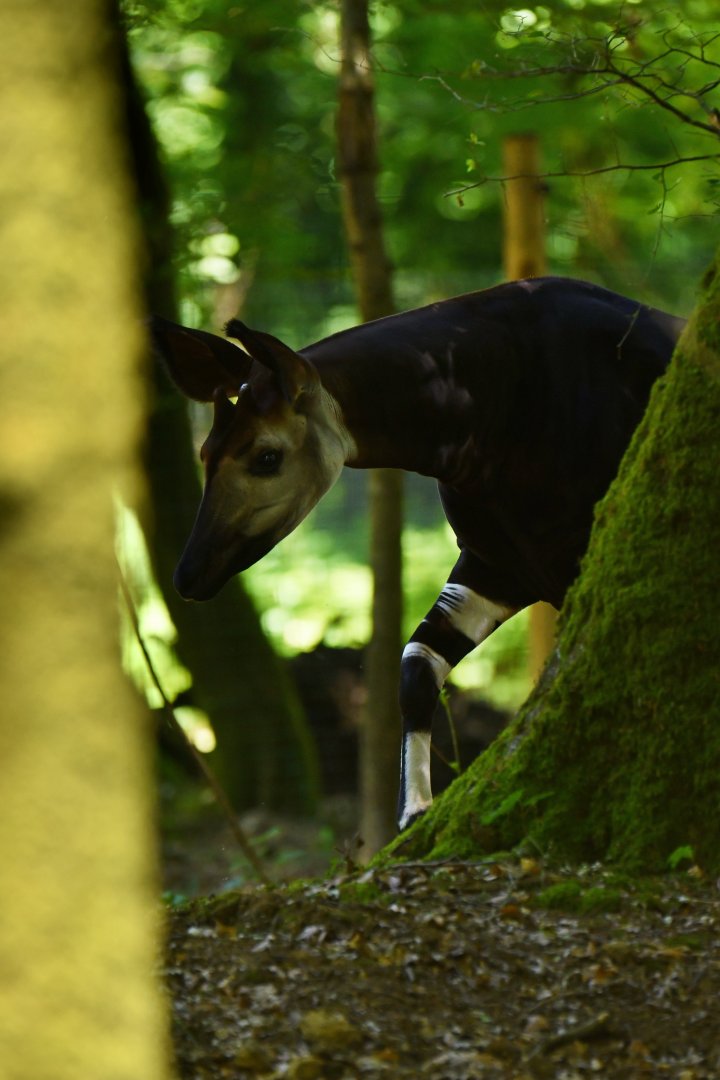 Okapi (Okapia johnstoni)