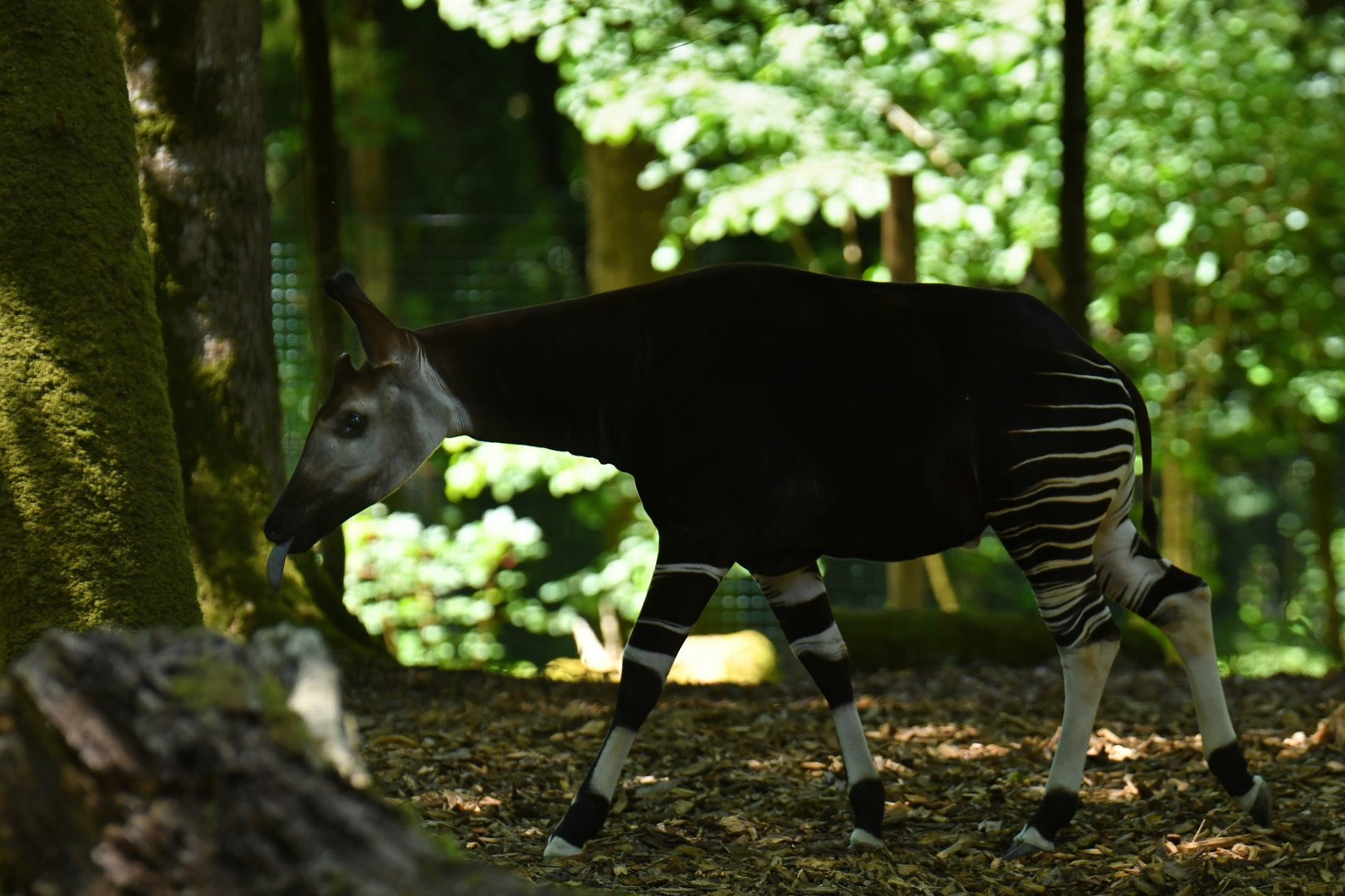 Okapi (Okapia johnstoni)