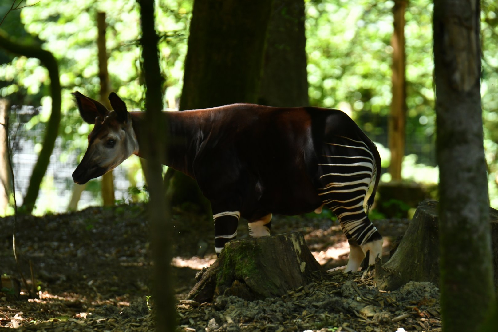 Okapi (Okapia johnstoni)
