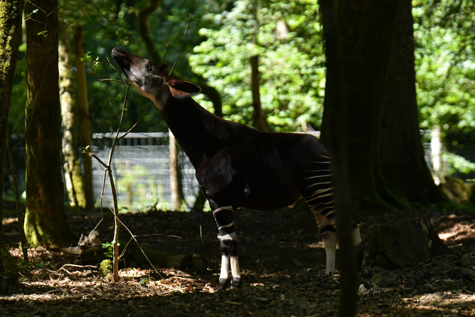 Okapi (Okapia johnstoni)
