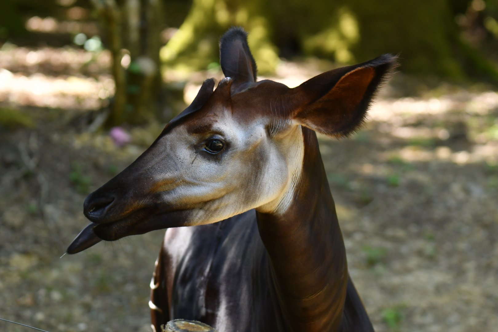 Okapi (Okapia johnstoni)
