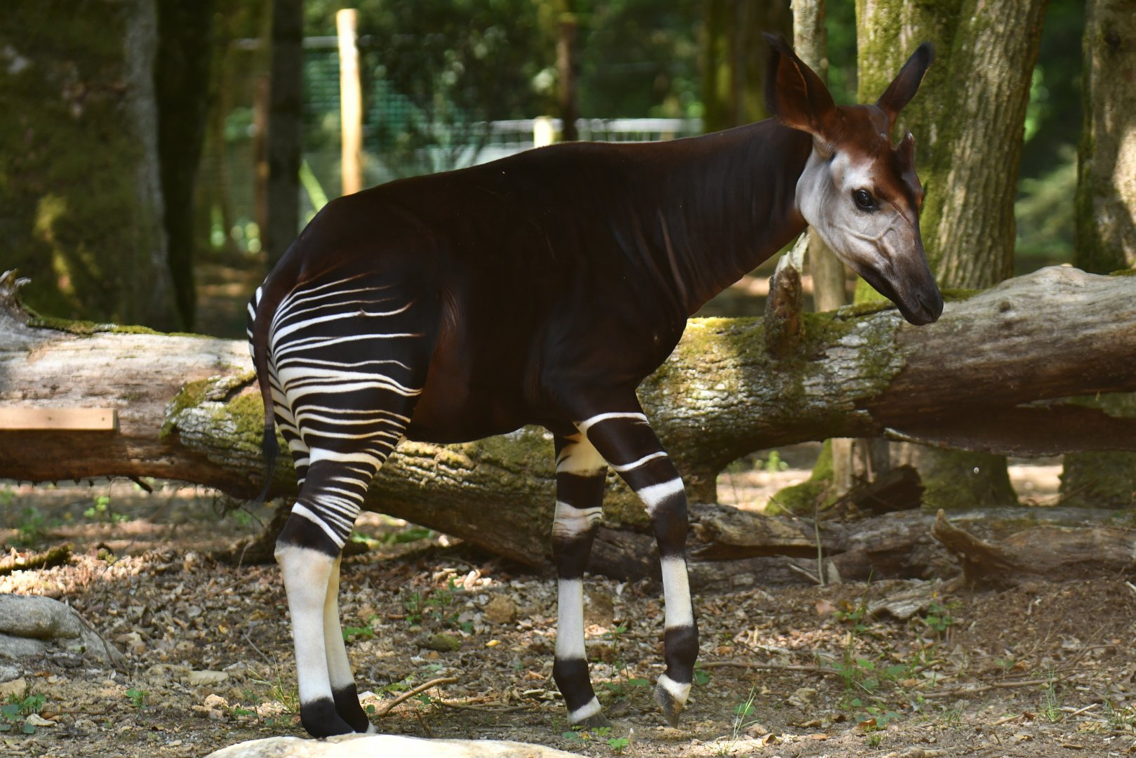 Okapi (Okapia johnstoni)