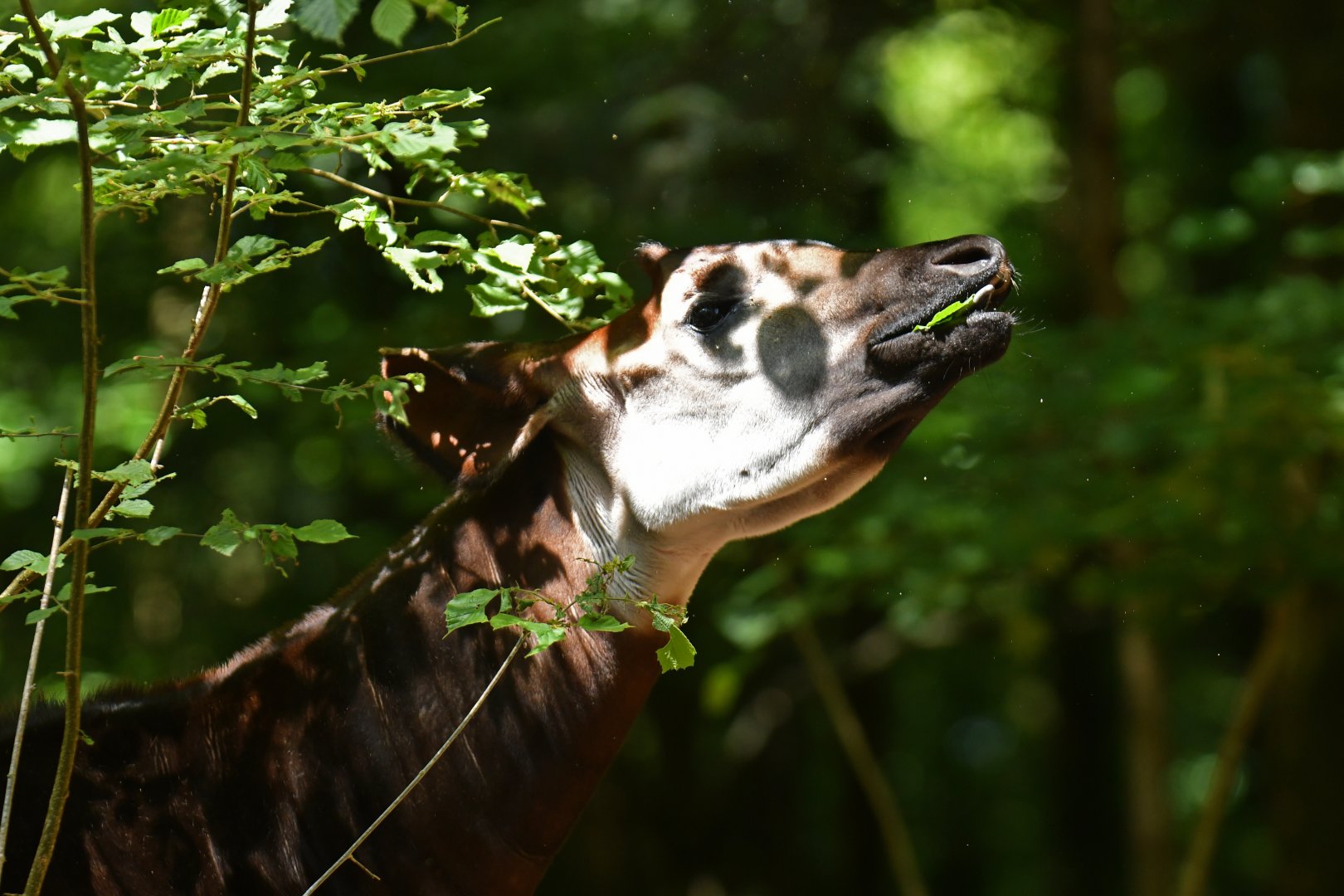 Okapi (Okapia johnstoni)