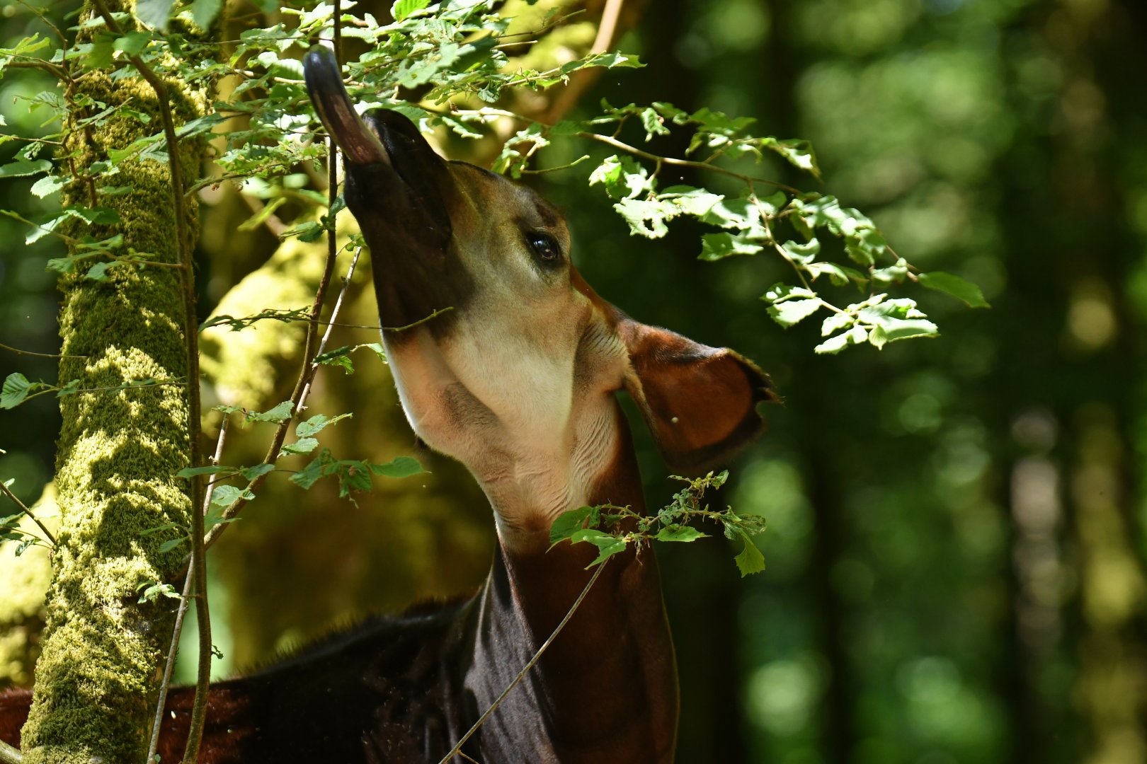 Okapi (Okapia johnstoni)