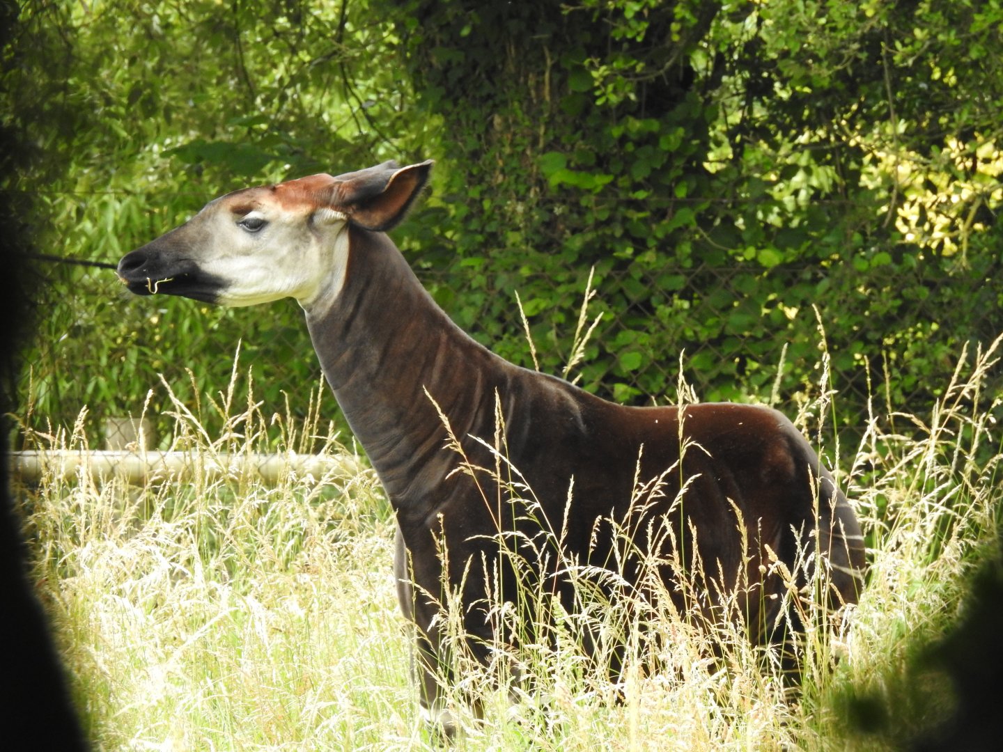 Okapi (Okapia johnstoni)