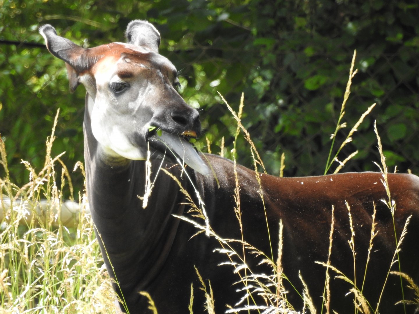 Okapi (Okapia johnstoni)