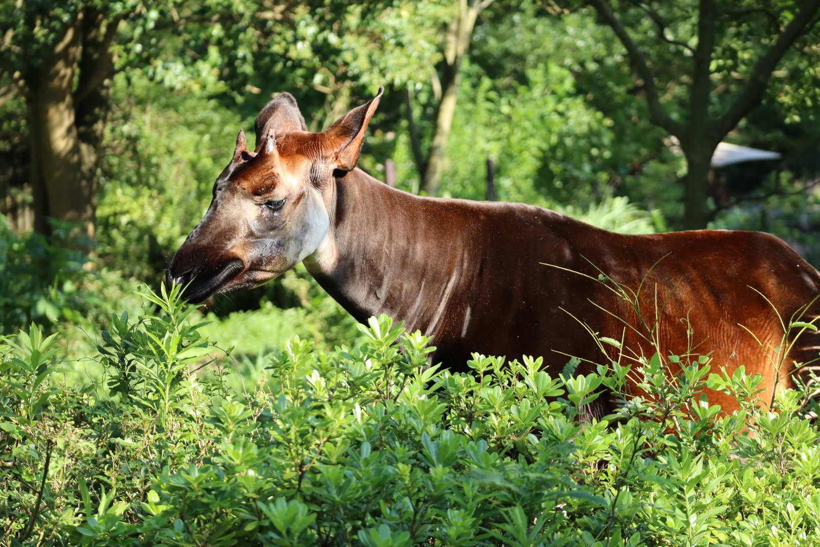 Okapi (Okapia johnstoni)