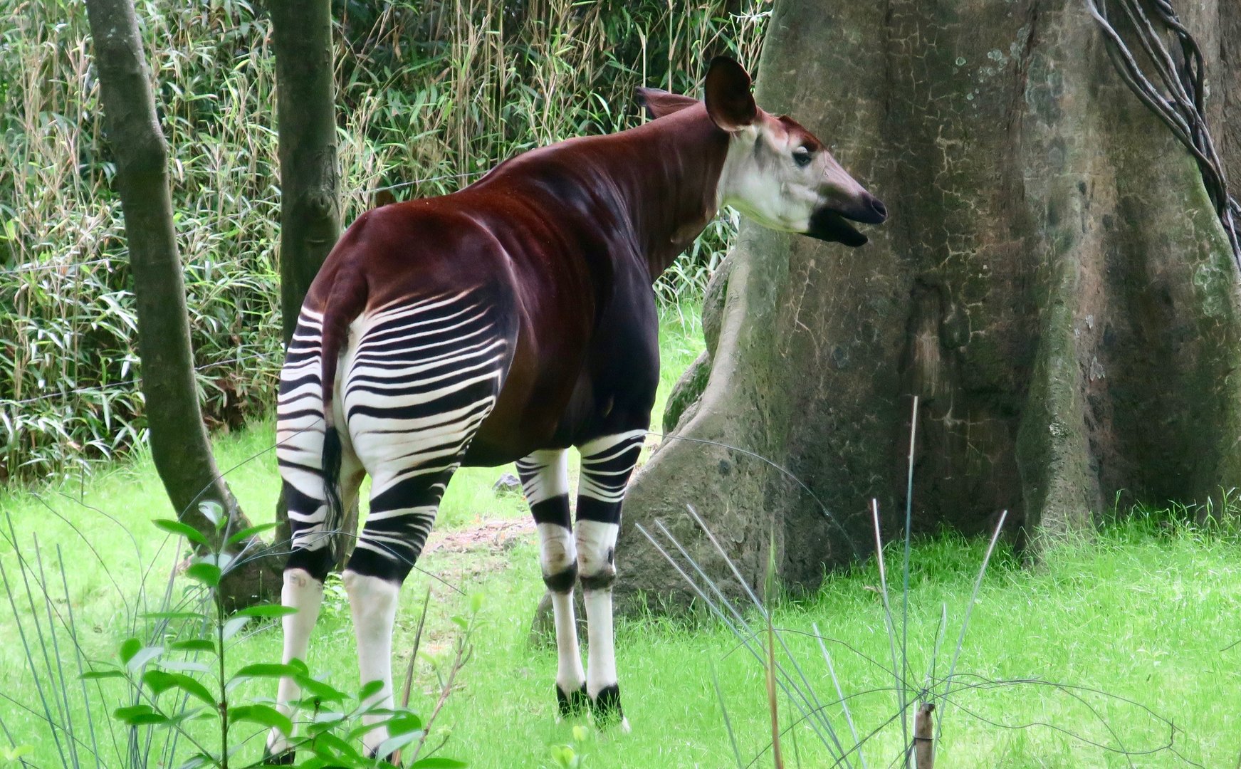 Okapi (Okapia johnstoni)