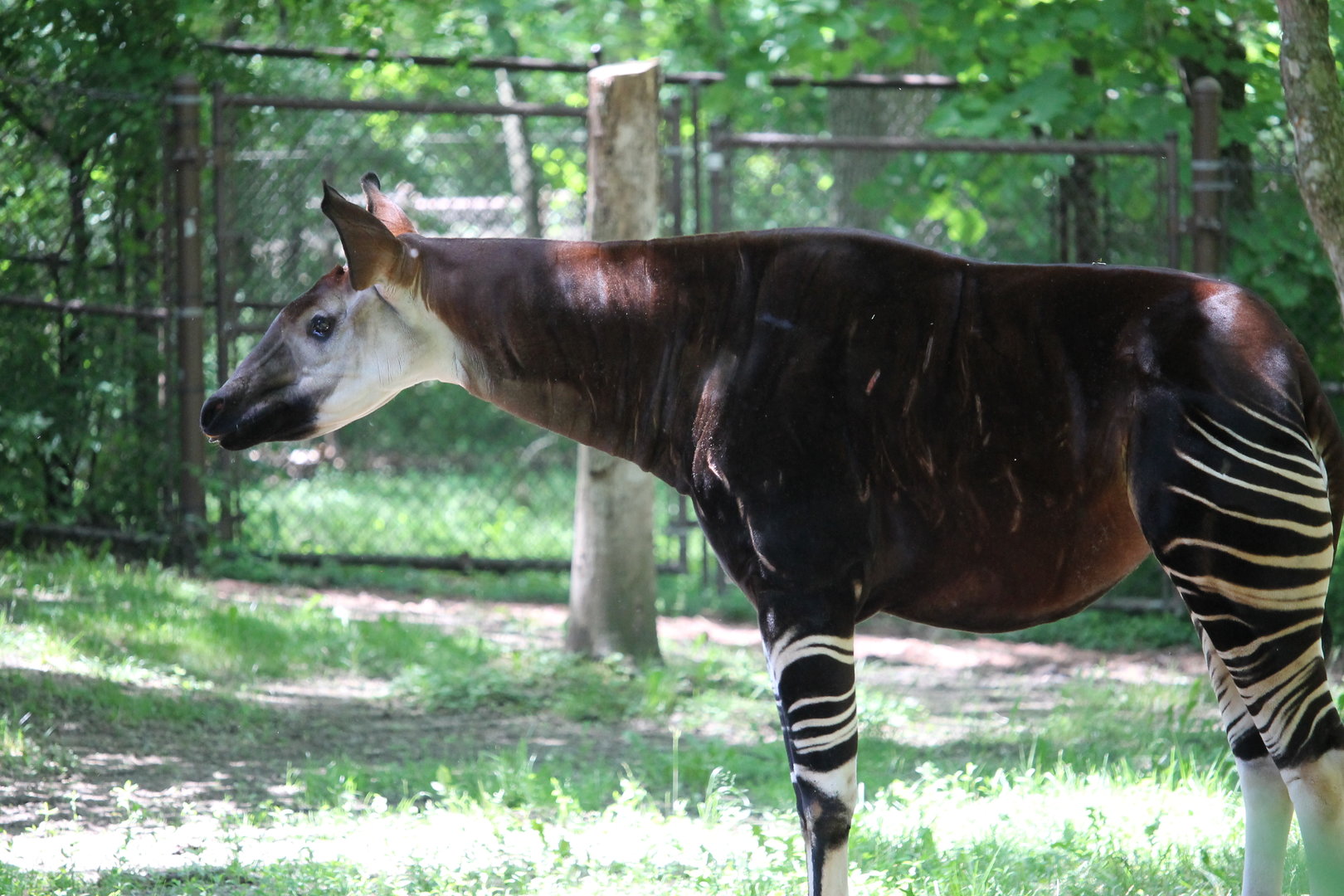 Okapi (Okapia johnstoni)
