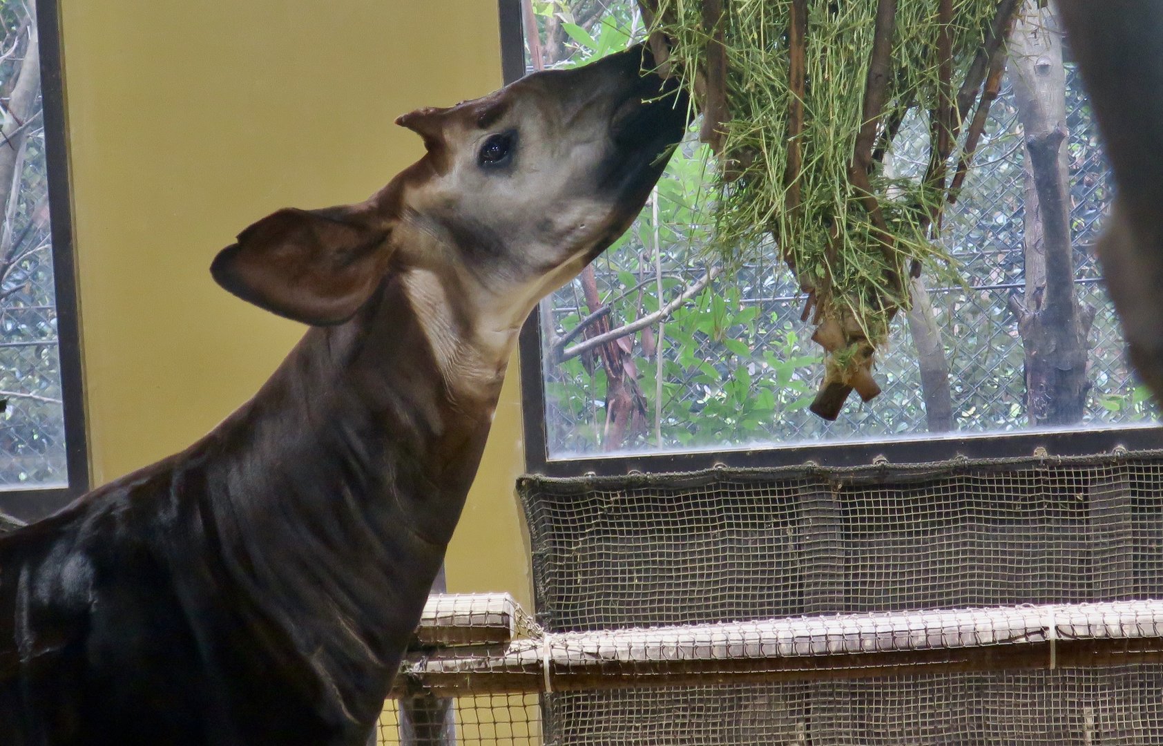 Okapi (Okapia johnstoni)