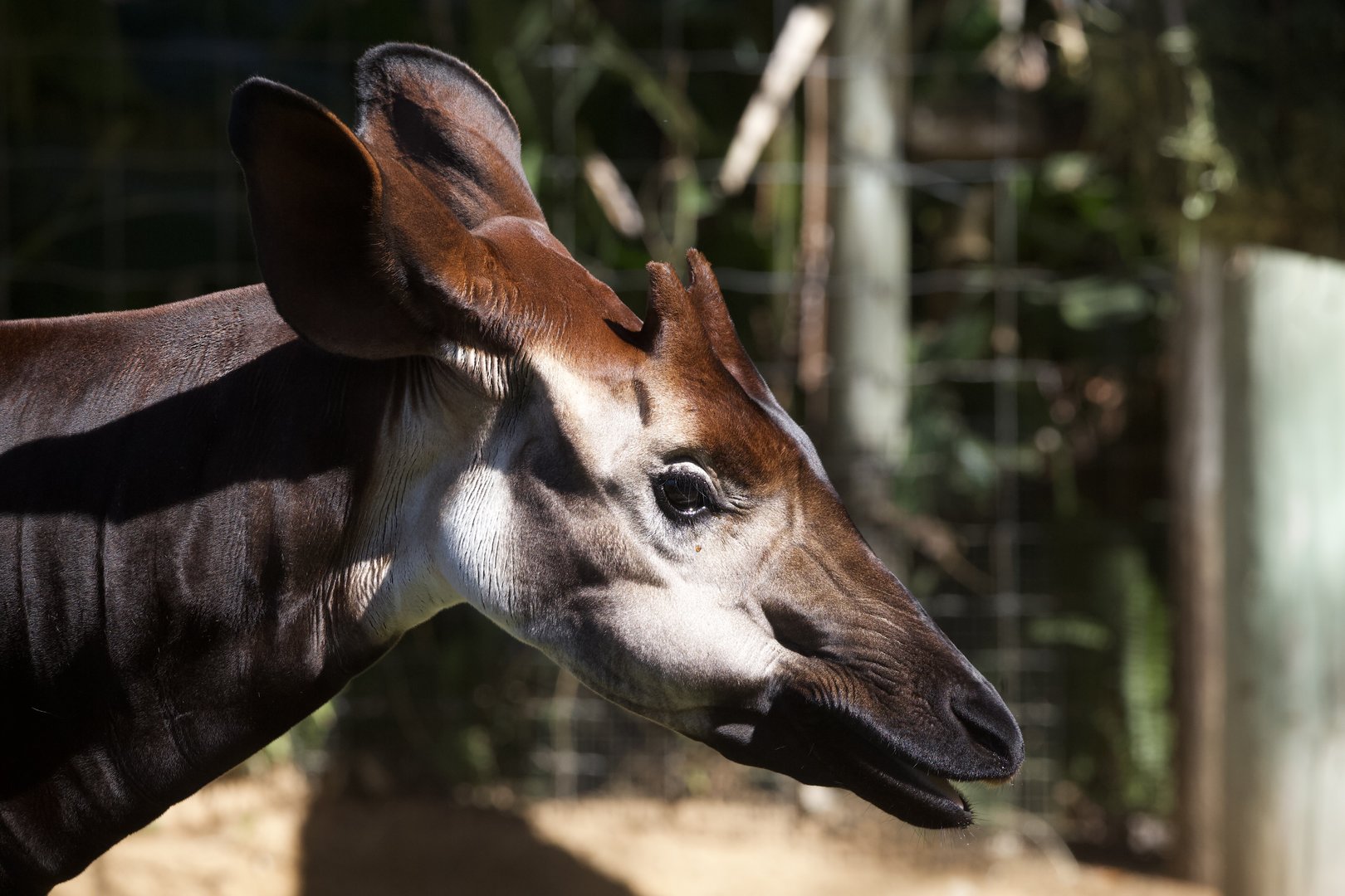 Okapi/ Okapia johnstoni