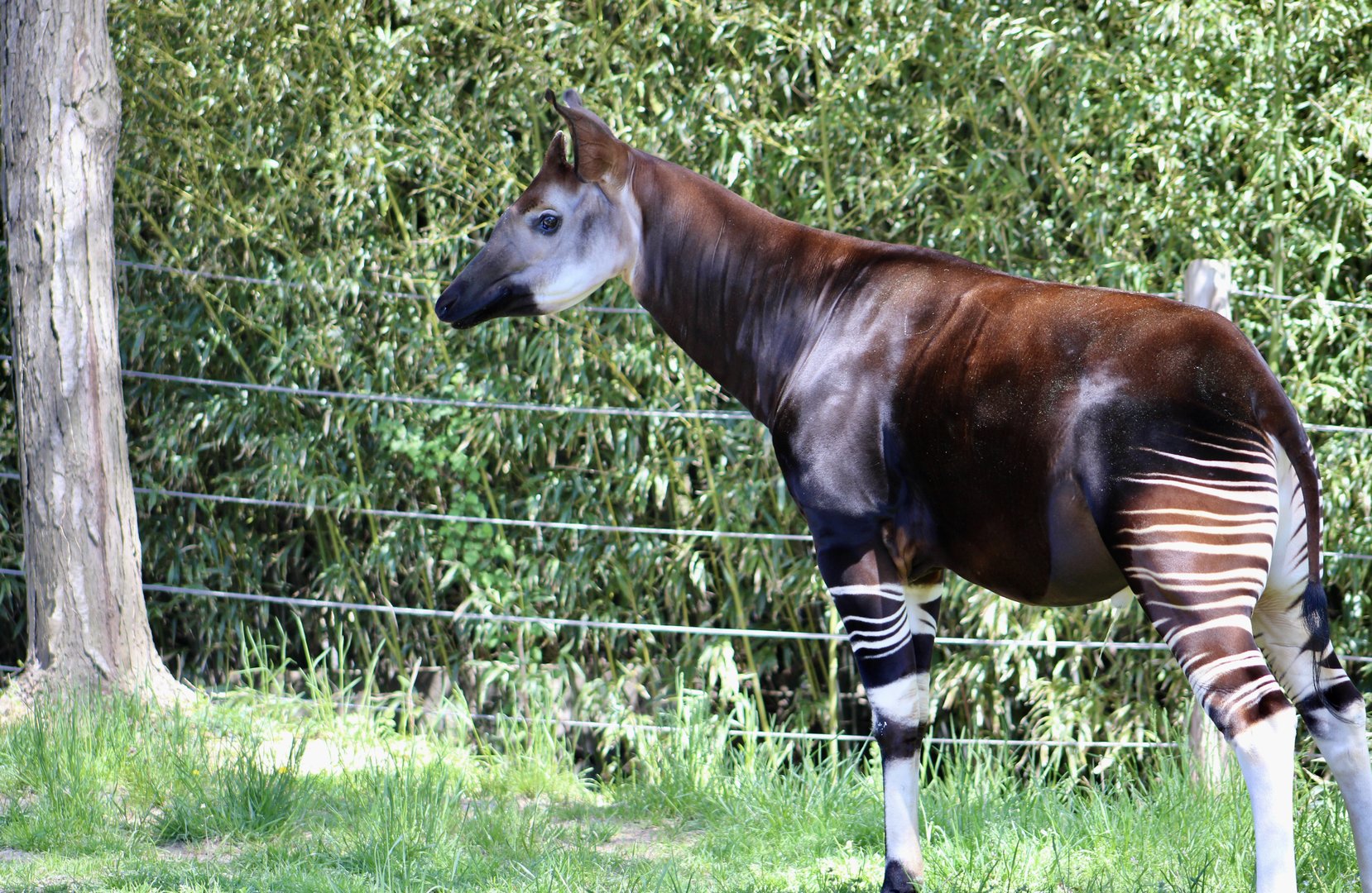 Okapi (Okapia johnstoni)