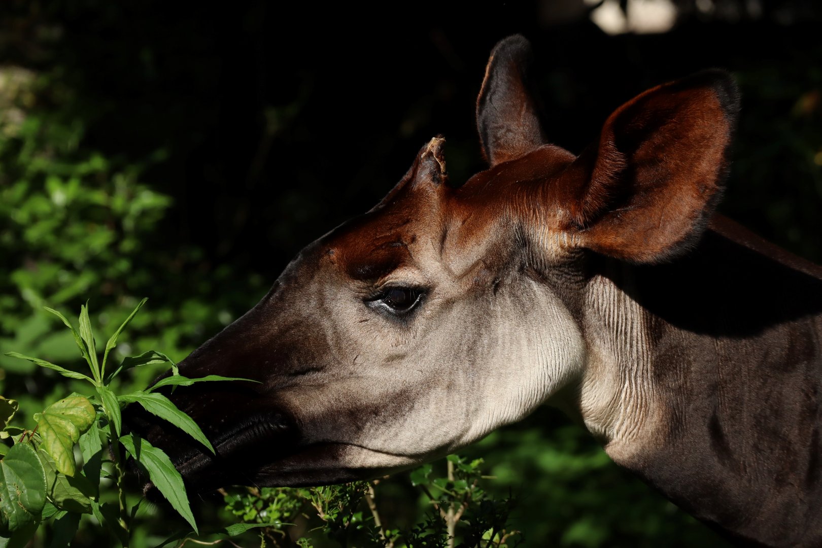 Okapi (Okapia johnstoni)