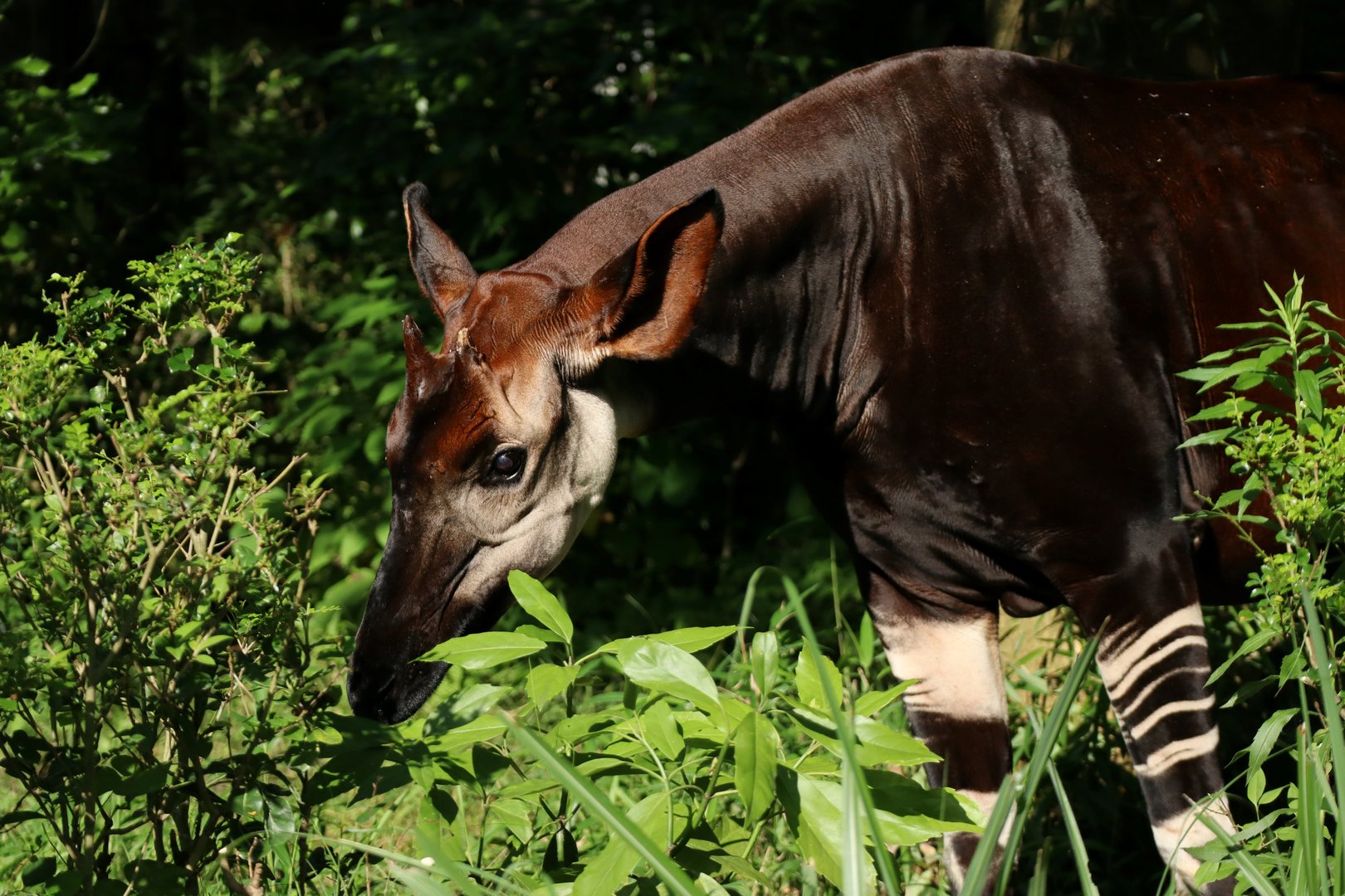 Okapi (Okapia johnstoni)