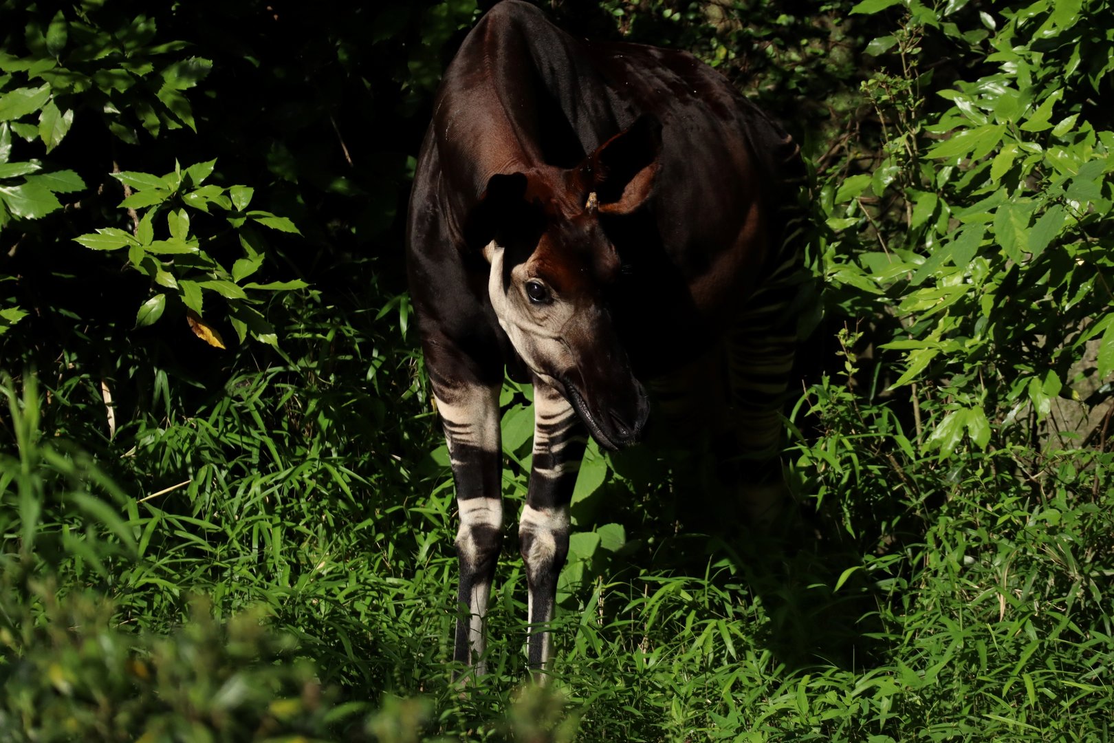 Okapi (Okapia johnstoni)