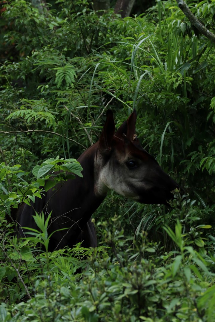 Okapi (Okapia johnstoni)