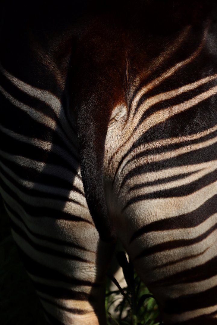 Okapi (Okapia johnstoni)