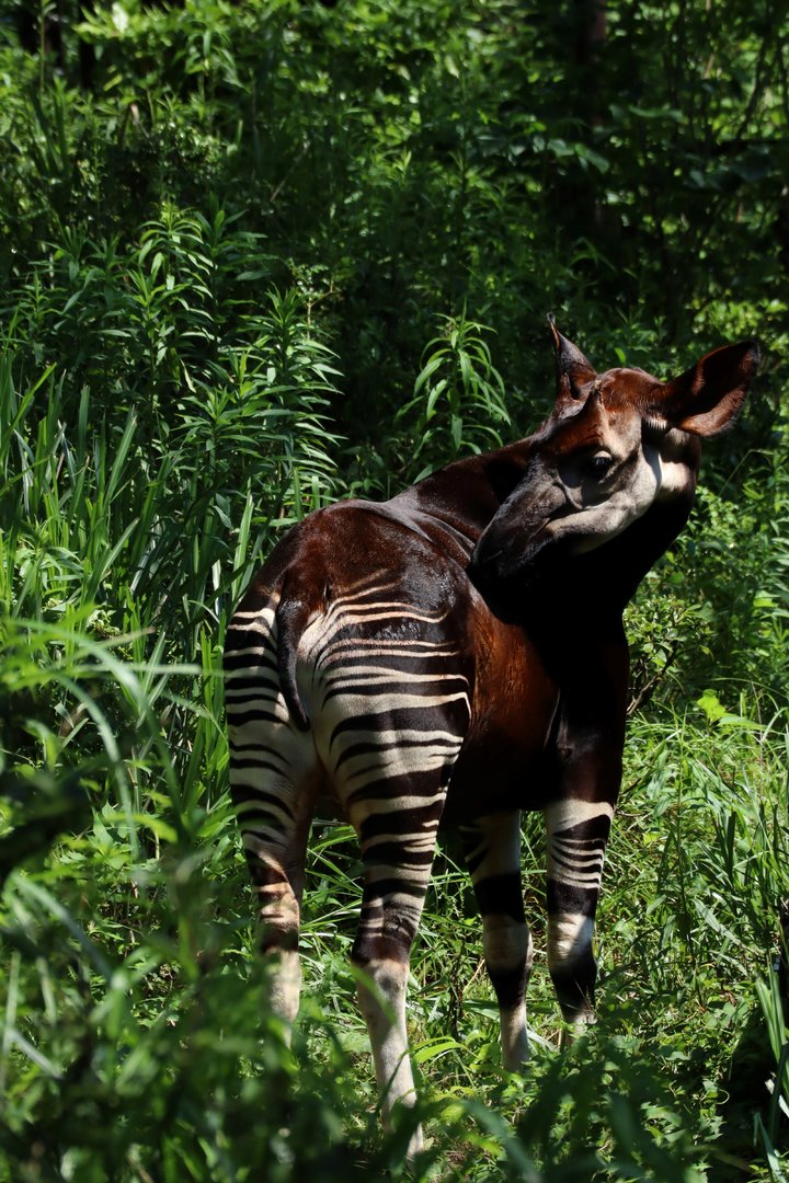 Okapi (Okapia johnstoni)