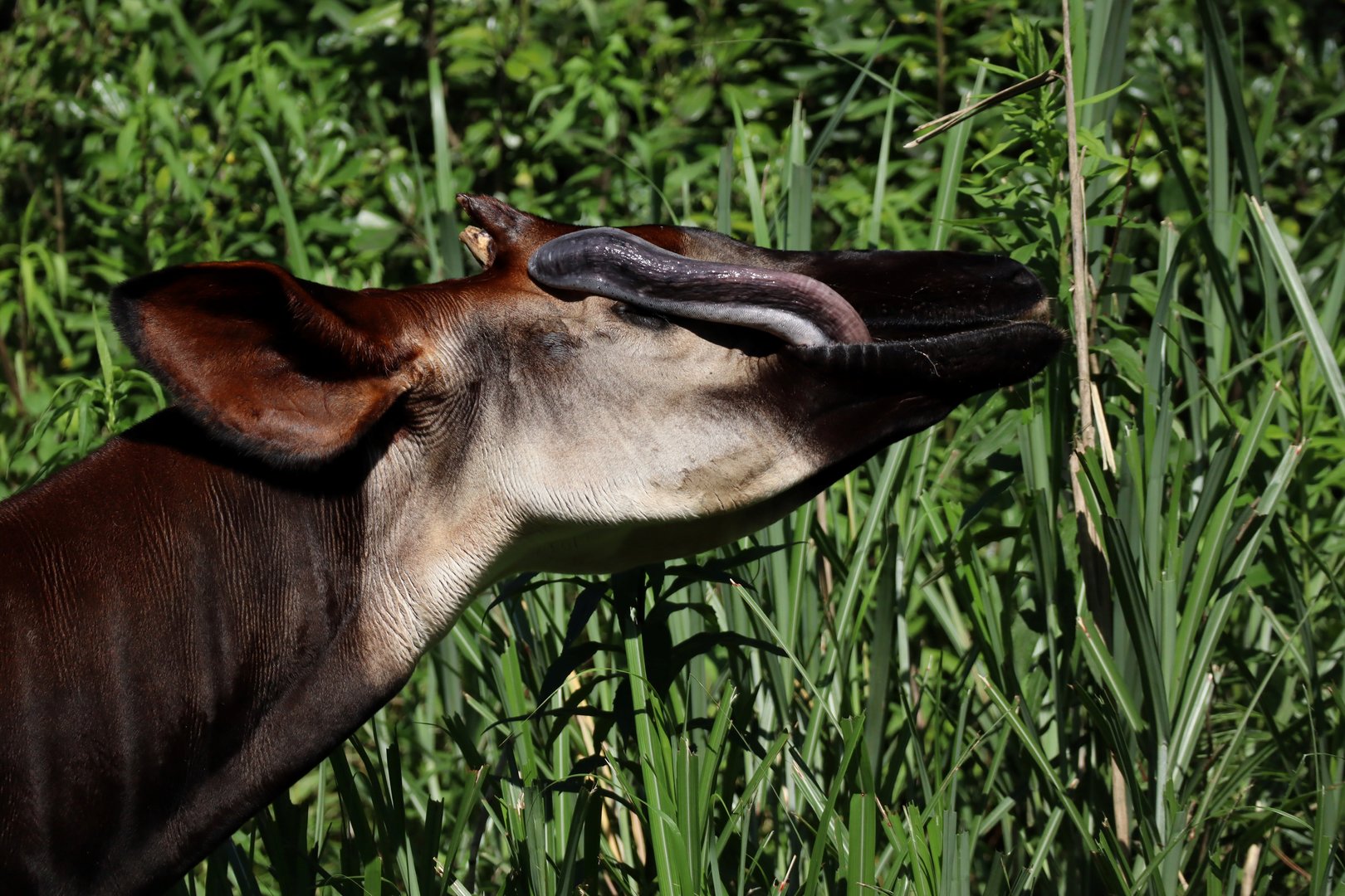 Okapi (Okapia johnstoni)