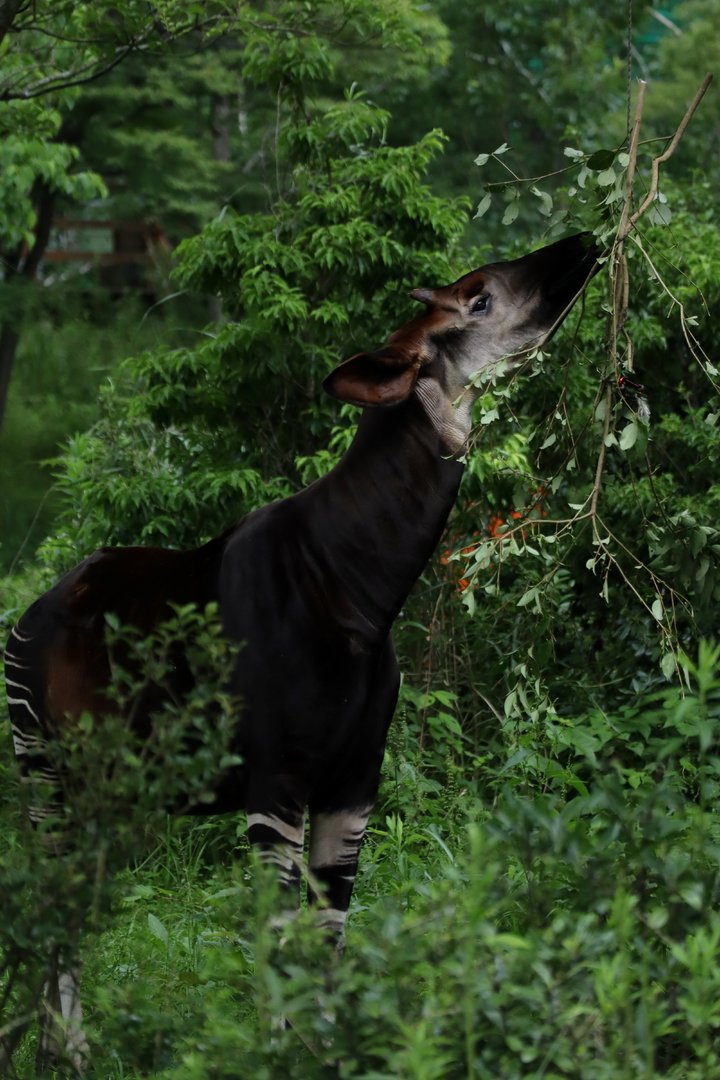 Okapi (Okapia johnstoni)