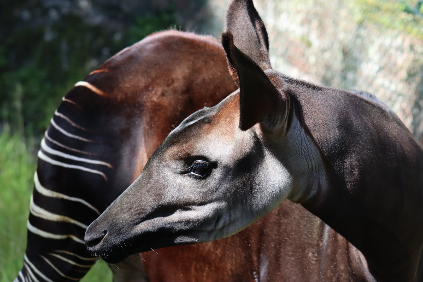 Okapi (Okapia johnstoni)