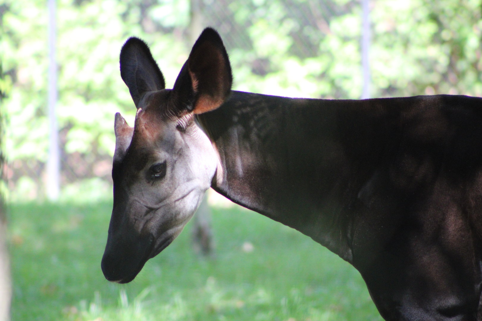 Okapi (Okapia johnstoni)