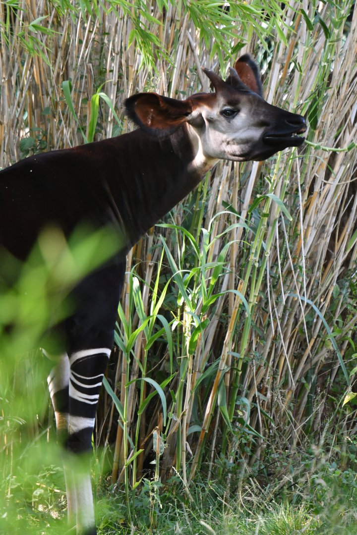Okapi (Okapia johnstoni)