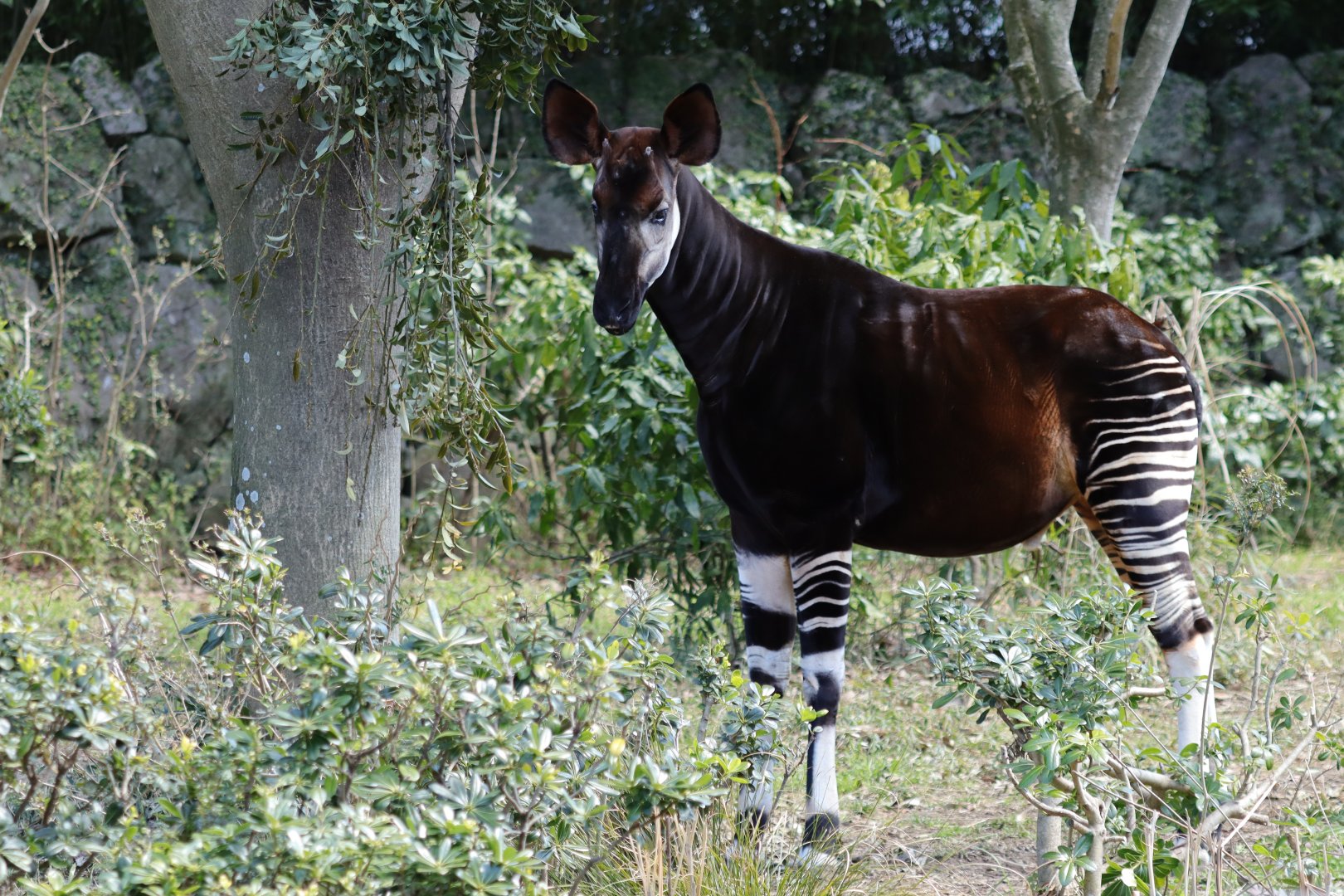 Okapi (Okapia johnstoni)