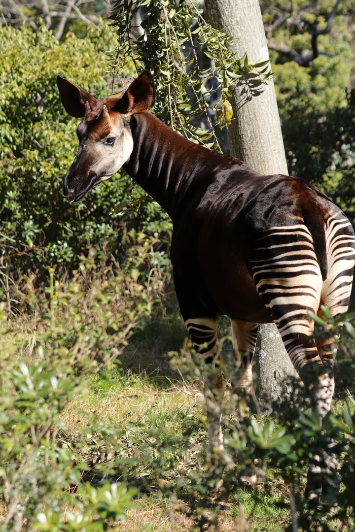 Okapi (Okapia johnstoni)