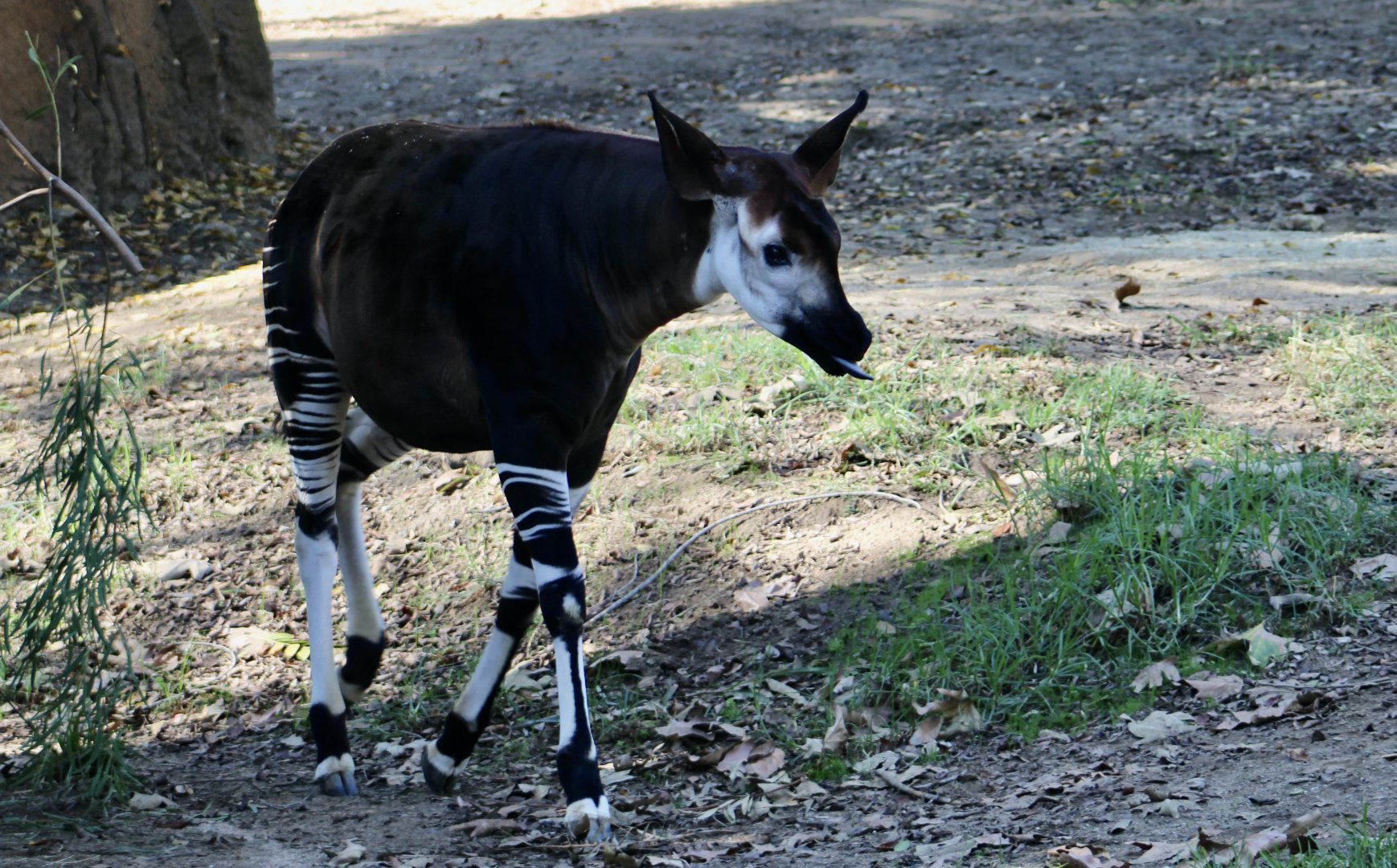 Okapi (Okapia johnstoni)