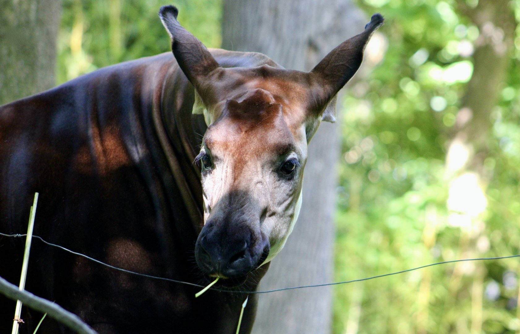 Okapi (Okapia johnstoni)