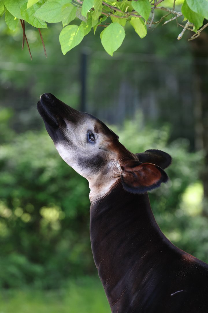 Okapi (Okapia johnstoni)