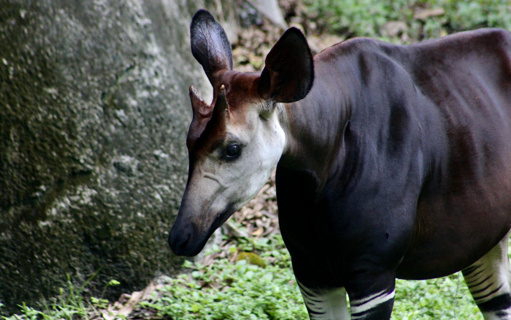 Okapi (Okapia johnstoni)