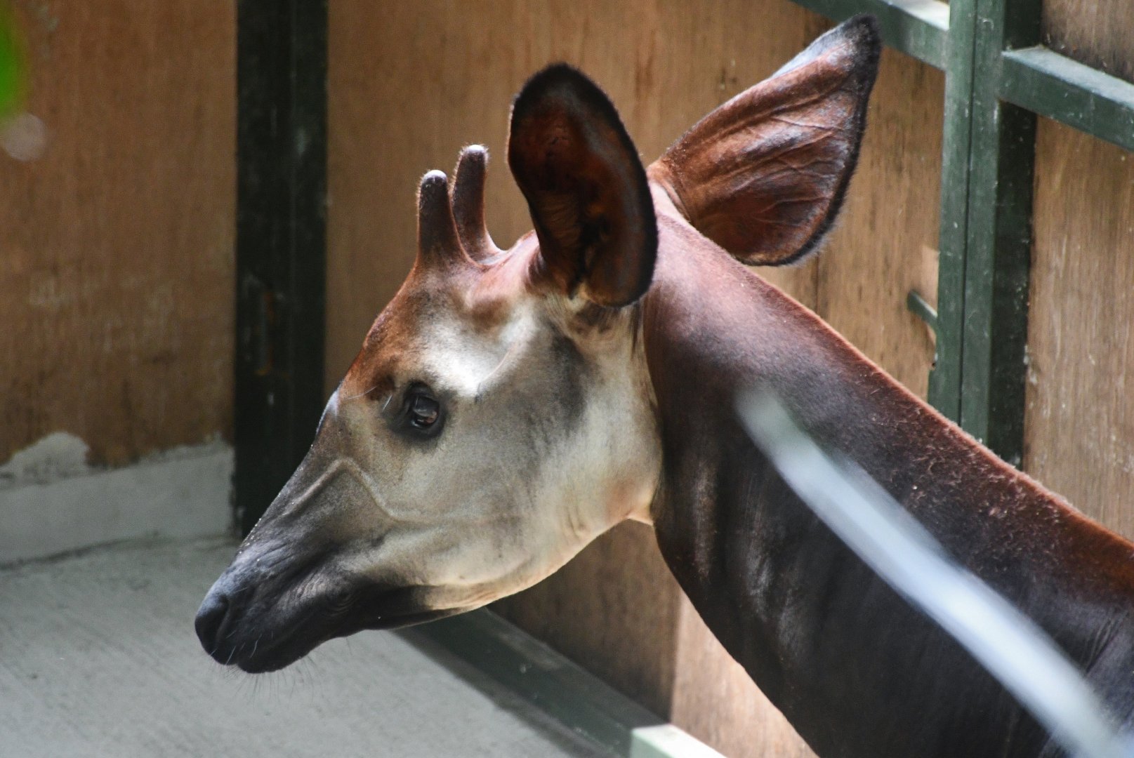 Okapi (Okapia johnstoni)