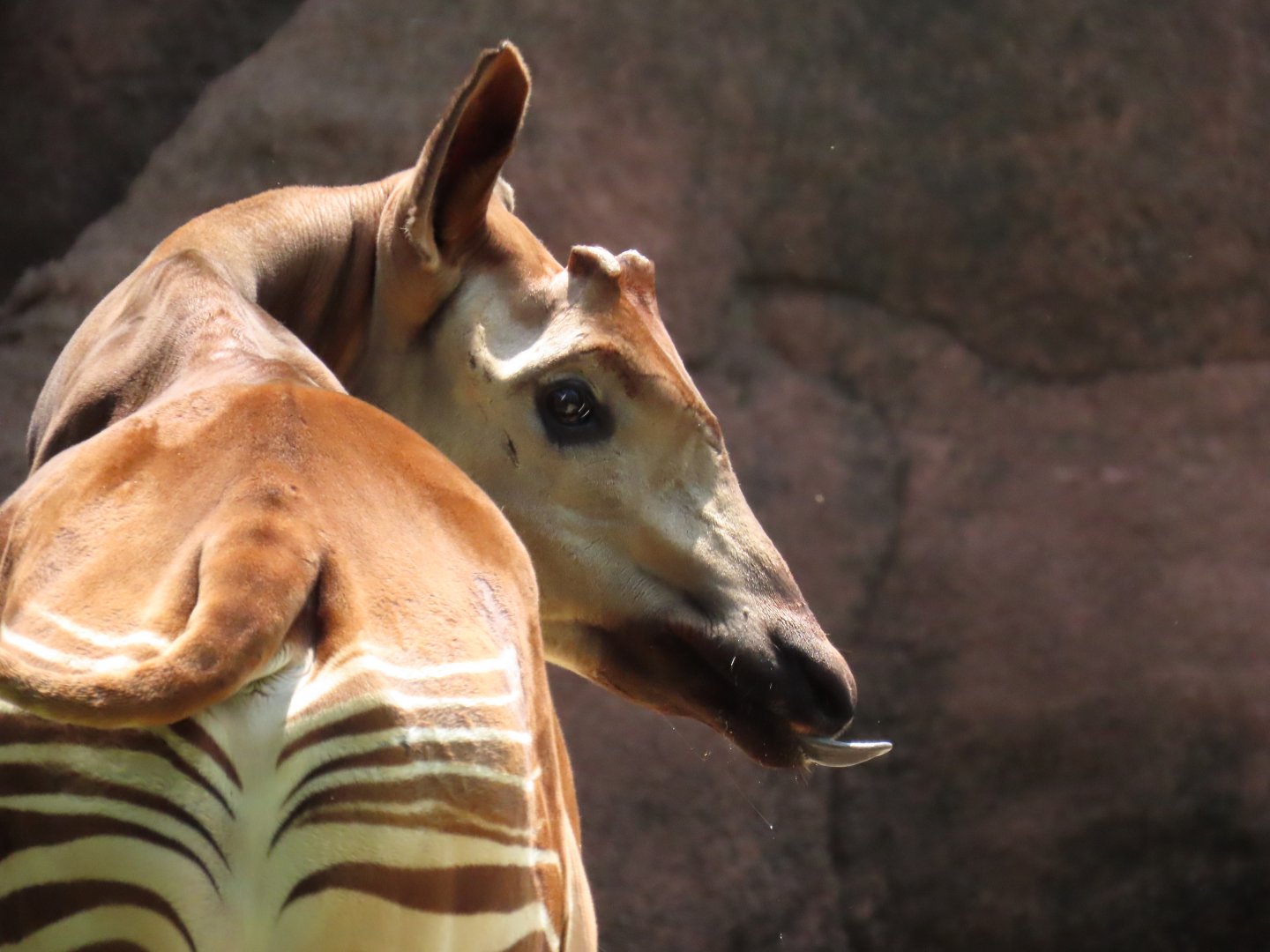 Okapi (Okapia johnstoni)