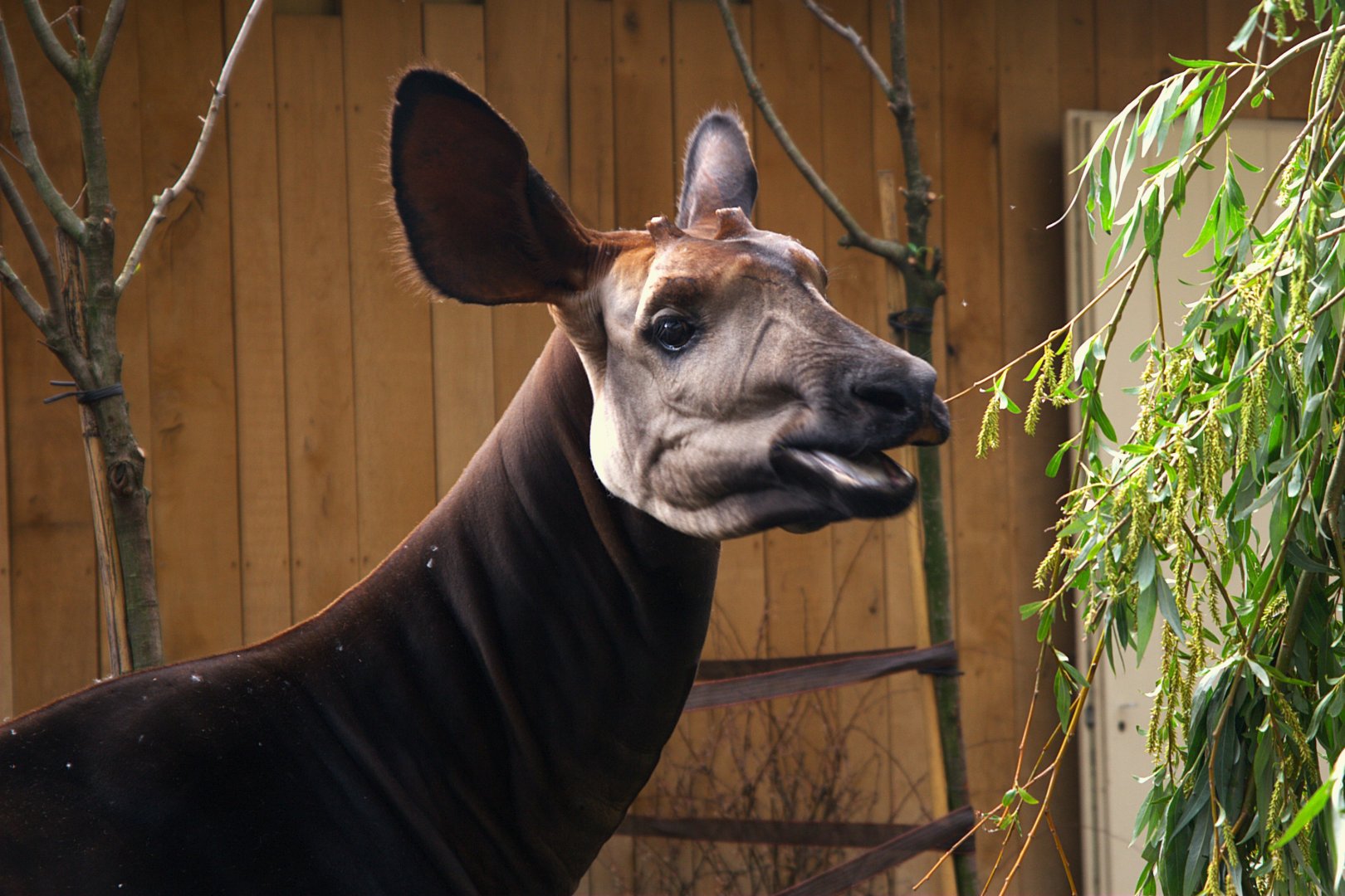 Okapi (Okapia Johnstoni)