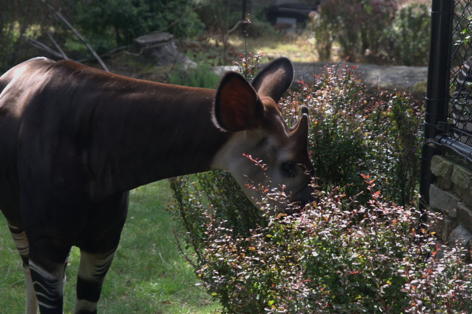 Okapi (Okapia Johnstoni)